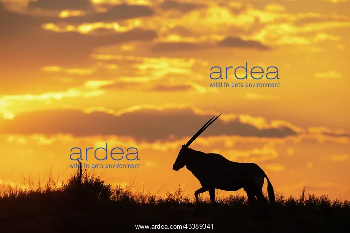 : Africa, South Africa, Kgalagadi Transfrontier Park, Kgalagadi, N : Africa, South Africa, Kgalagadi Transfrontier Park, Kgalagadi, N