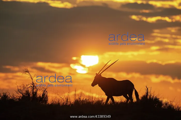 : Africa, South Africa, Kgalagadi Transfrontier Park, Kgalagadi, N : Africa, South Africa, Kgalagadi Transfrontier Park, Kgalagadi, N