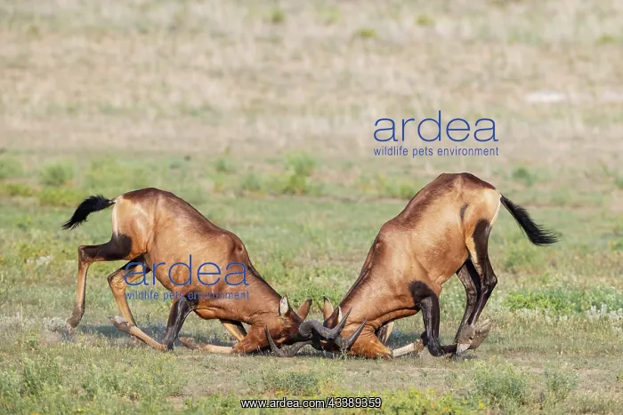 : Africa, South Africa, Kgalagadi Transfrontier Park, Kgalagadi, N : Africa, South Africa, Kgalagadi Transfrontier Park, Kgalagadi, N