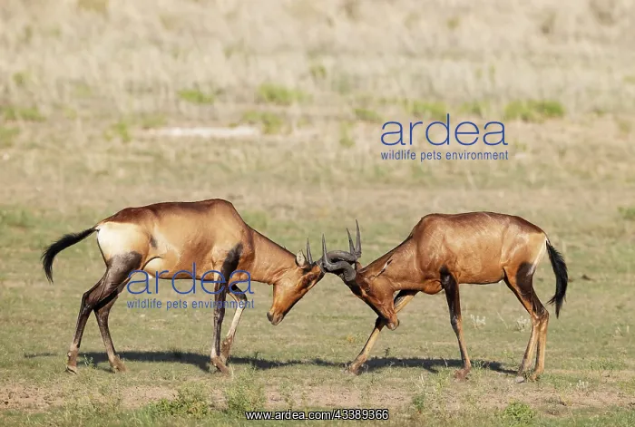 : Africa, South Africa, Kgalagadi Transfrontier Park, Kgalagadi, N : Africa, South Africa, Kgalagadi Transfrontier Park, Kgalagadi, N