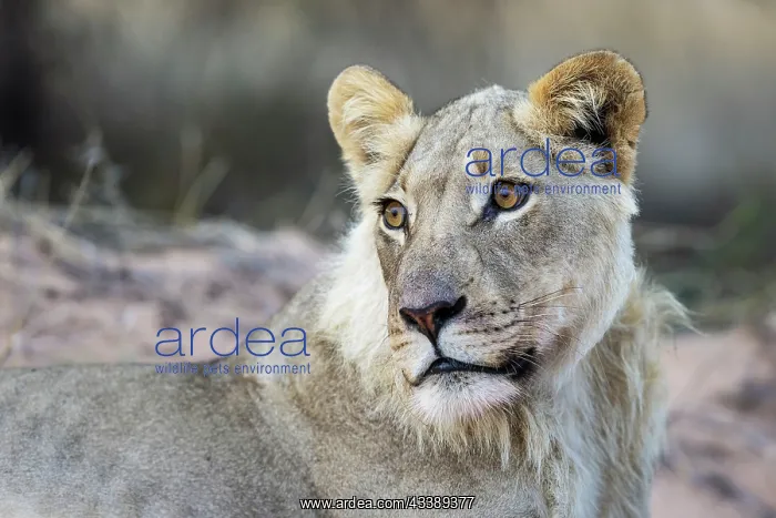 : Africa, South Africa, Kgalagadi Transfrontier Park, Kgalagadi, N : Africa, South Africa, Kgalagadi Transfrontier Park, Kgalagadi, N