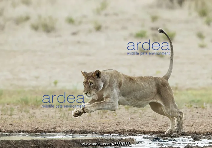 : Africa, South Africa, Kgalagadi Transfrontier Park, Kgalagadi, N : Africa, South Africa, Kgalagadi Transfrontier Park, Kgalagadi, N