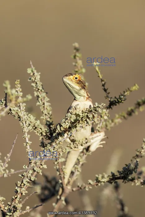 : Africa, South Africa, Kgalagadi Transfrontier Park, Kgalagadi, N : Africa, South Africa, Kgalagadi Transfrontier Park, Kgalagadi, N