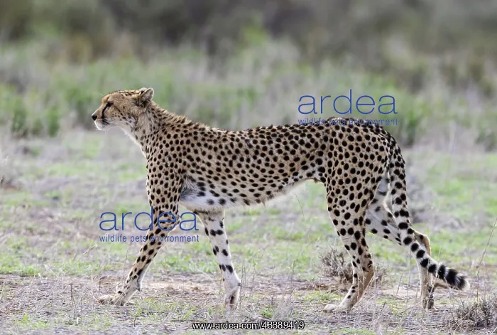 : Africa, South Africa, Kgalagadi Transfrontier Park, Kgalagadi, N : Africa, South Africa, Kgalagadi Transfrontier Park, Kgalagadi, N