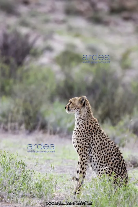 : Africa, South Africa, Kgalagadi Transfrontier Park, Kgalagadi, N : Africa, South Africa, Kgalagadi Transfrontier Park, Kgalagadi, N