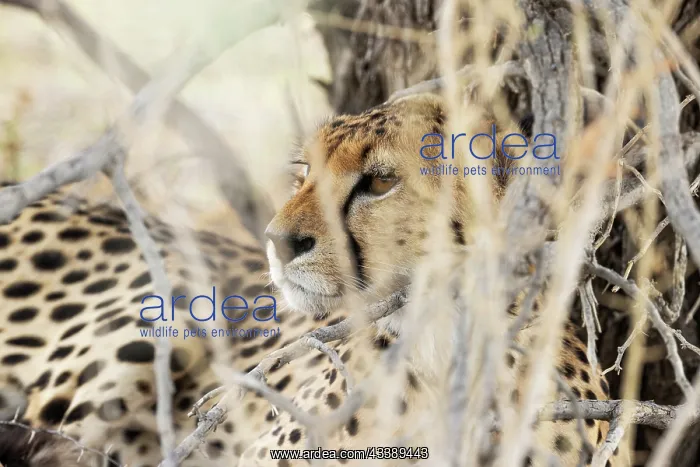 : Africa, South Africa, Kgalagadi Transfrontier Park, Kgalagadi, N : Africa, South Africa, Kgalagadi Transfrontier Park, Kgalagadi, N