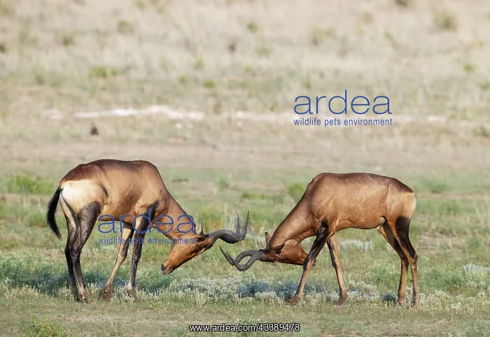 : Africa, South Africa, Kgalagadi Transfrontier Park, Kgalagadi, N : Africa, South Africa, Kgalagadi Transfrontier Park, Kgalagadi, N