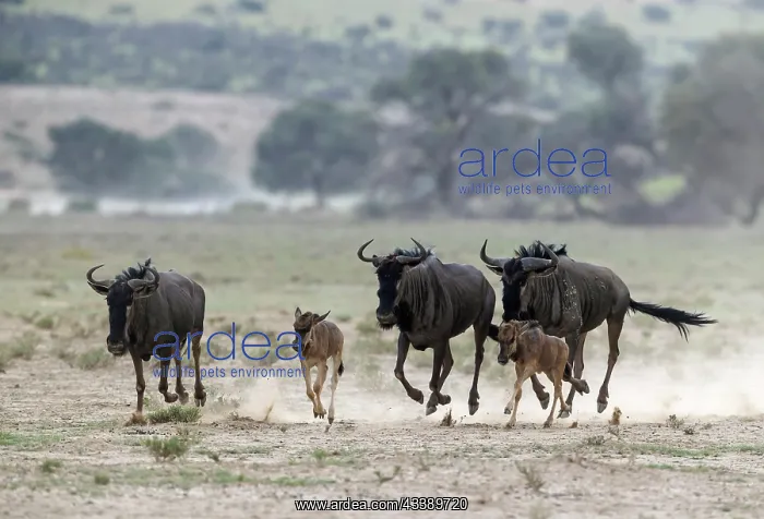 : Africa, South Africa, Kgalagadi Transfrontier Park, Kgalagadi, N : Africa, South Africa, Kgalagadi Transfrontier Park, Kgalagadi, N
