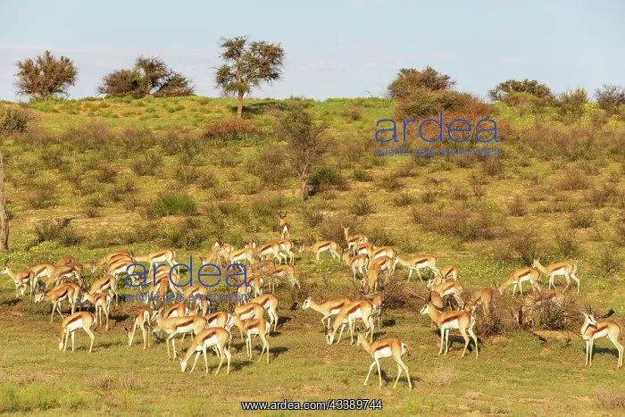 : Africa, South Africa, Kgalagadi Transfrontier Park, Kgalagadi, N : Africa, South Africa, Kgalagadi Transfrontier Park, Kgalagadi, N