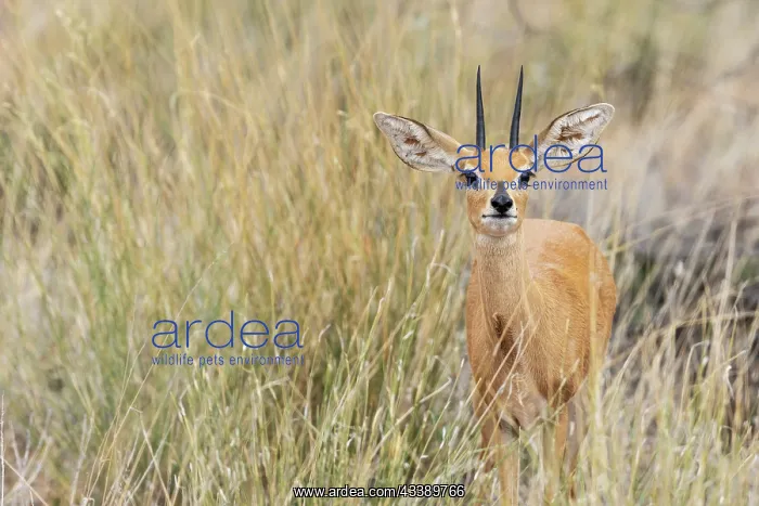 : Africa, South Africa, Kgalagadi Transfrontier Park, Kgalagadi, N : Africa, South Africa, Kgalagadi Transfrontier Park, Kgalagadi, N