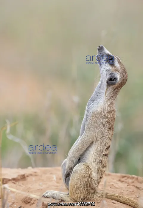 : Africa, South Africa, Kgalagadi Transfrontier Park, Kgalagadi, N : Africa, South Africa, Kgalagadi Transfrontier Park, Kgalagadi, N