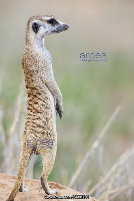 : Africa, South Africa, Kgalagadi Transfrontier Park, Kgalagadi, N : Africa, South Africa, Kgalagadi Transfrontier Park, Kgalagadi, N