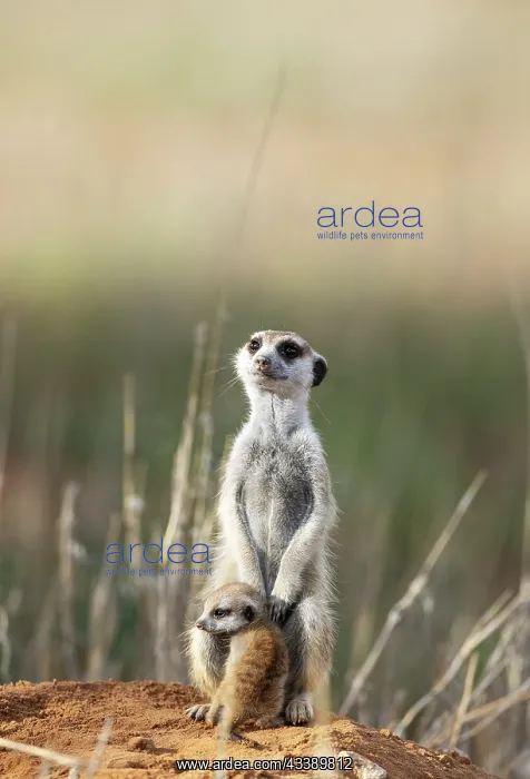 : Africa, South Africa, Kgalagadi Transfrontier Park, Kgalagadi, N : Africa, South Africa, Kgalagadi Transfrontier Park, Kgalagadi, N