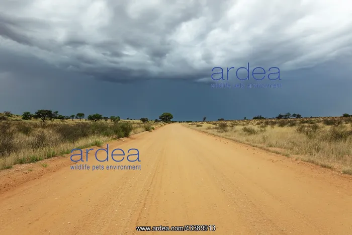 : Africa, South Africa, Kgalagadi Transfrontier Park, Kgalagadi, N : Africa, South Africa, Kgalagadi Transfrontier Park, Kgalagadi, N