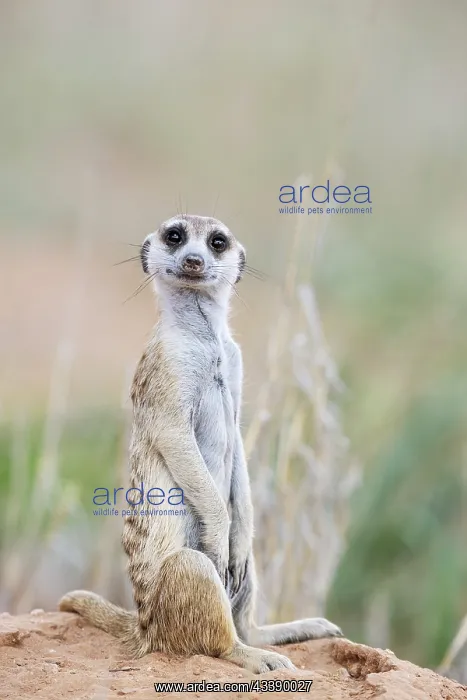 : Africa, South Africa, Kgalagadi Transfrontier Park, Kgalagadi, N : Africa, South Africa, Kgalagadi Transfrontier Park, Kgalagadi, N