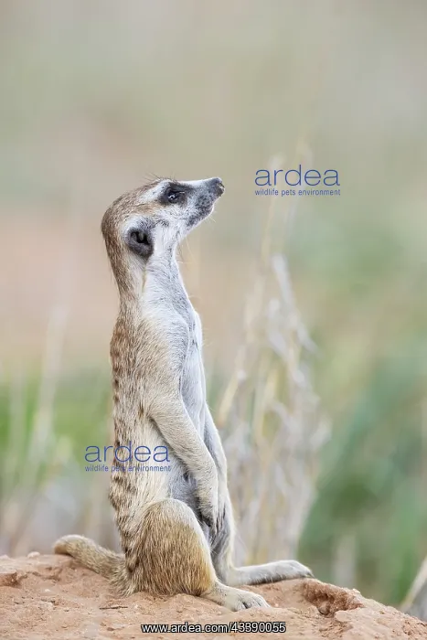 : Africa, South Africa, Kgalagadi Transfrontier Park, Kgalagadi, N : Africa, South Africa, Kgalagadi Transfrontier Park, Kgalagadi, N