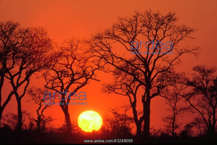 : Africa. South Africa. Kruger National Park : Africa. South Africa. Kruger National Park