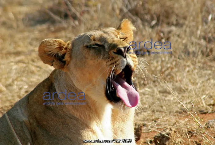 : Africa, South Africa, Madikwe Game Reserve : Africa, South Africa, Madikwe Game Reserve