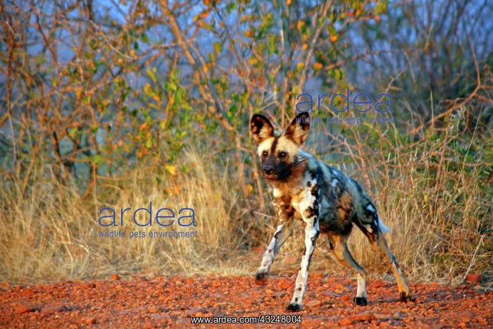 : Africa, South Africa, Madikwe Private Game : Africa, South Africa, Madikwe Private Game