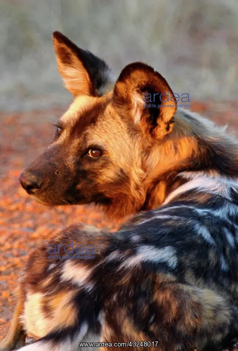 : Africa, South Africa, Madikwe Private Game : Africa, South Africa, Madikwe Private Game
