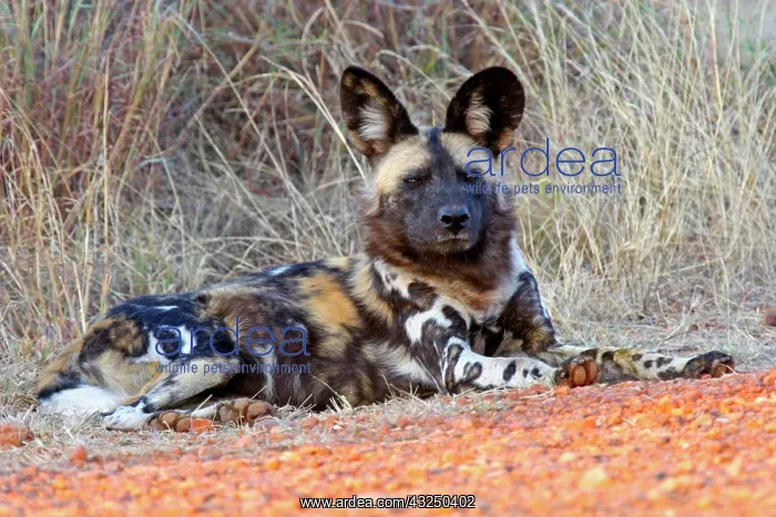: Africa, South Africa, Madikwe Private Game : Africa, South Africa, Madikwe Private Game