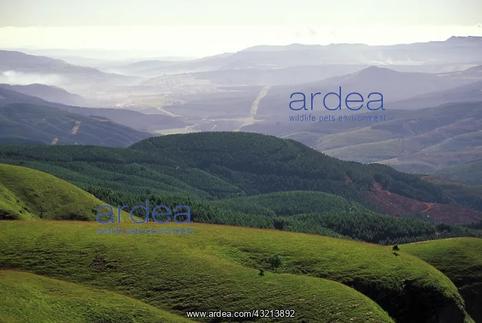 : Africa, South Africa, Mpumalangla, Long : Africa, South Africa, Mpumalangla, Long