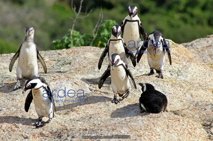 : Africa, South Africa, Simons Town, Boulders : Africa, South Africa, Simons Town, Boulders