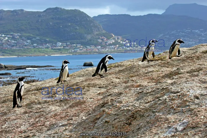 : Africa, South Africa, Simons Town, Boulders : Africa, South Africa, Simons Town, Boulders