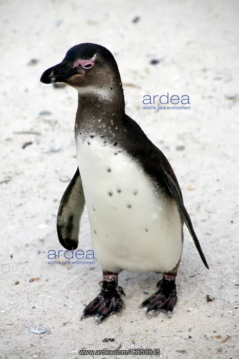 : Africa, South Africa, Simons Town, Boulders : Africa, South Africa, Simons Town, Boulders