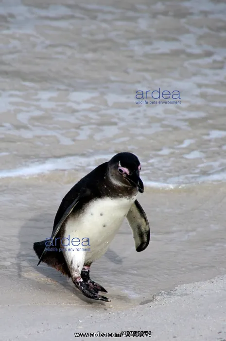 : Africa, South Africa, Simons Town, Boulders : Africa, South Africa, Simons Town, Boulders
