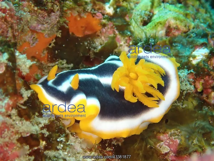 : Africa star snail (Chromodoris africana), Sodwana : Africa star snail (Chromodoris africana), Sodwana