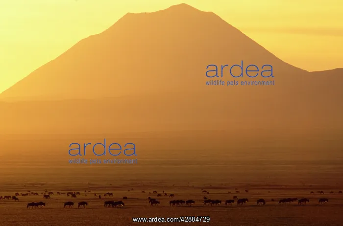  : Africa - sunrise over Ol Doinyo Lengai Volcano