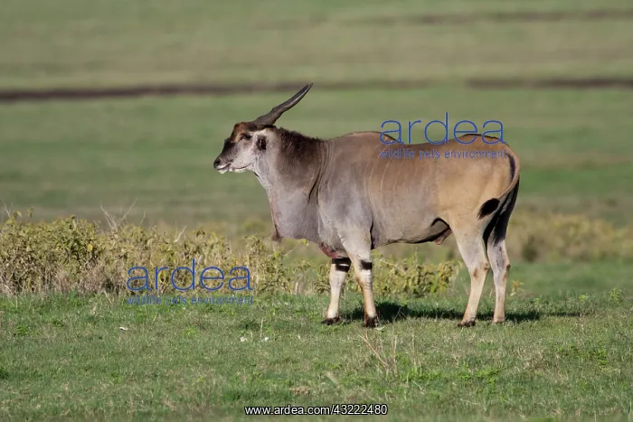 : Africa. Tanzania : Africa. Tanzania
