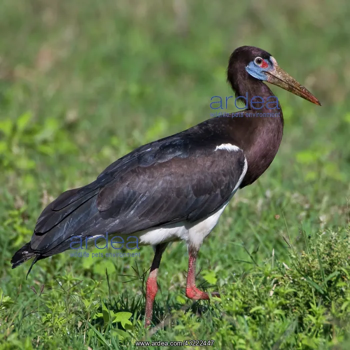 : Africa. Tanzania. Abdim's Stork at Ngorongoro : Africa. Tanzania. Abdim's Stork at Ngorongoro