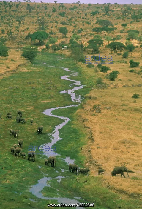 : Africa, Tanzania. Aerial view of african : Africa, Tanzania. Aerial view of african