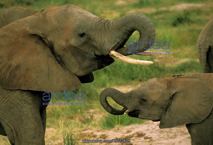 : Africa, Tanzania. African elephant, loxodonta : Africa, Tanzania. African elephant, loxodonta