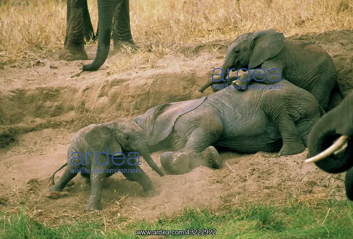 : Africa, Tanzania. African elephant, or loxodonta : Africa, Tanzania. African elephant, or loxodonta