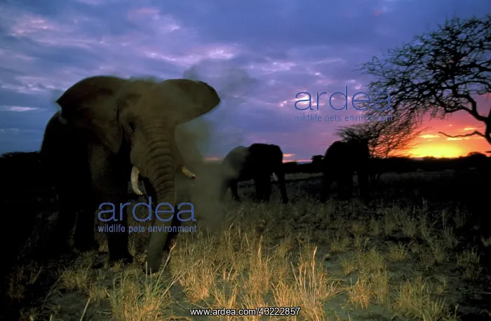 : Africa, Tanzania. African elephant at sunset : Africa, Tanzania. African elephant at sunset