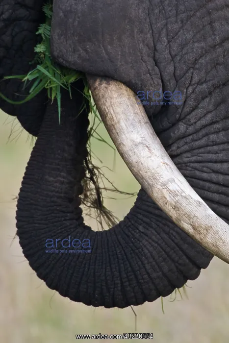 : Africa. Tanzania. African Elephant at Tarangire : Africa. Tanzania. African Elephant at Tarangire