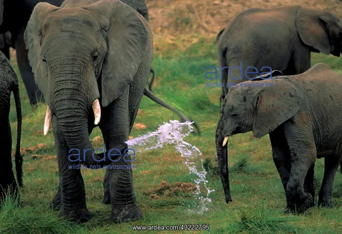 : Africa, Tanzania. African elephants, herd : Africa, Tanzania. African elephants, herd