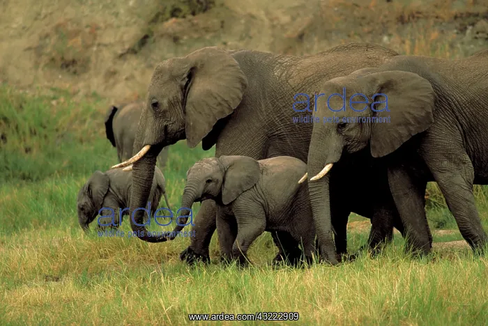 : Africa, Tanzania. African elephants, loxodonta : Africa, Tanzania. African elephants, loxodonta