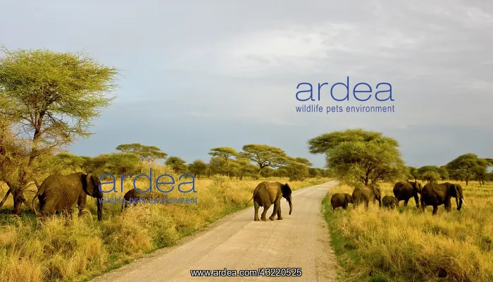 : Africa. Tanzania. African Elephants at Tarangire : Africa. Tanzania. African Elephants at Tarangire