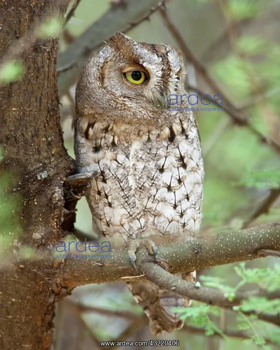 : Africa. Tanzania. African Scops Owl at Tarangire : Africa. Tanzania. African Scops Owl at Tarangire