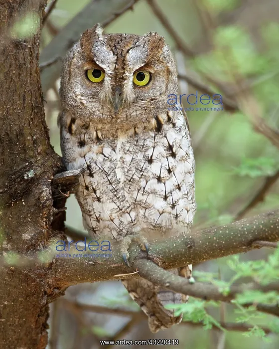 : Africa. Tanzania. African Scops Owl at Tarangire : Africa. Tanzania. African Scops Owl at Tarangire