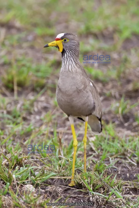 : Africa. Tanzania. African Wattled Plover : Africa. Tanzania. African Wattled Plover