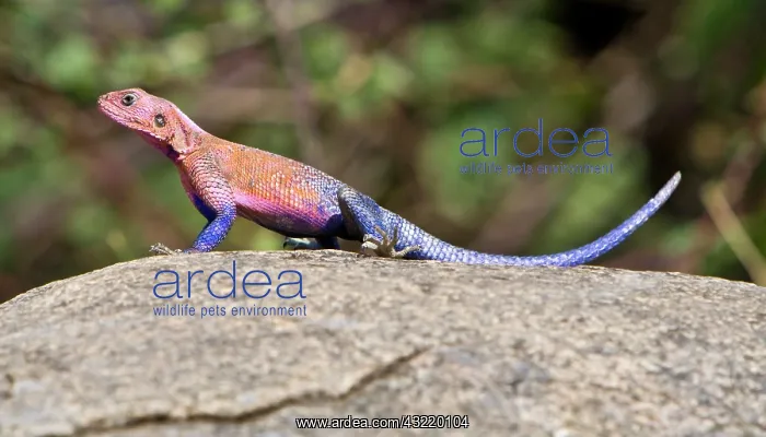: Africa. Tanzania. Agama Lizard at Serengeti : Africa. Tanzania. Agama Lizard at Serengeti