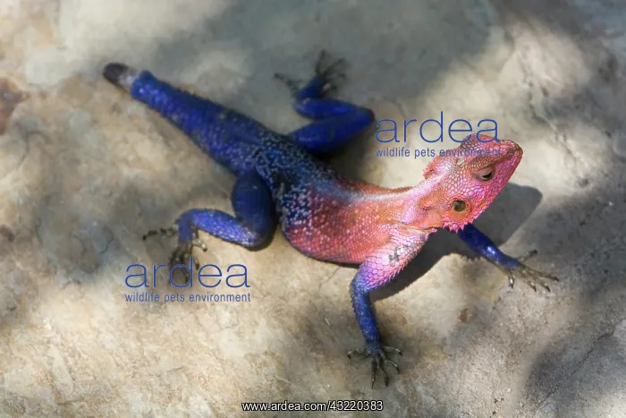 : Africa. Tanzania. Agama Lizard at Serengeti : Africa. Tanzania. Agama Lizard at Serengeti