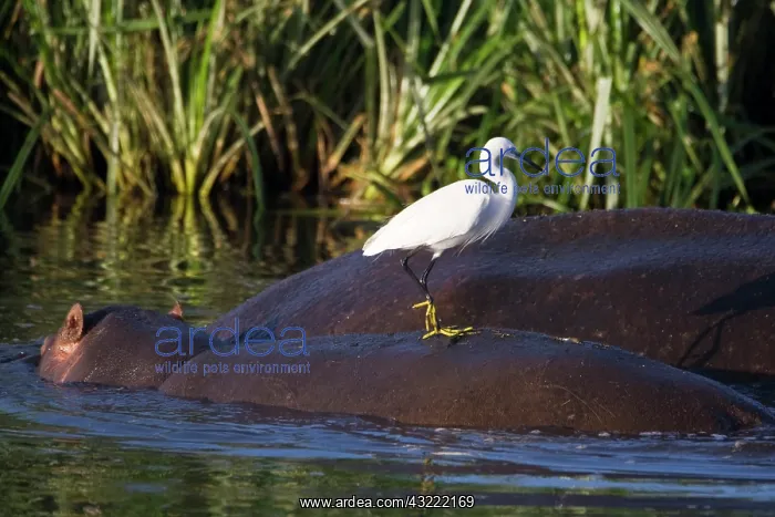 : Africa. Tanzania. ALittle Egret atop a Hippopotamus : Africa. Tanzania. ALittle Egret atop a Hippopotamus