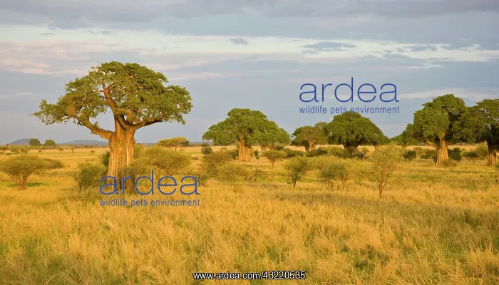 : Africa. Tanzania. Baobab trees at sunset : Africa. Tanzania. Baobab trees at sunset
