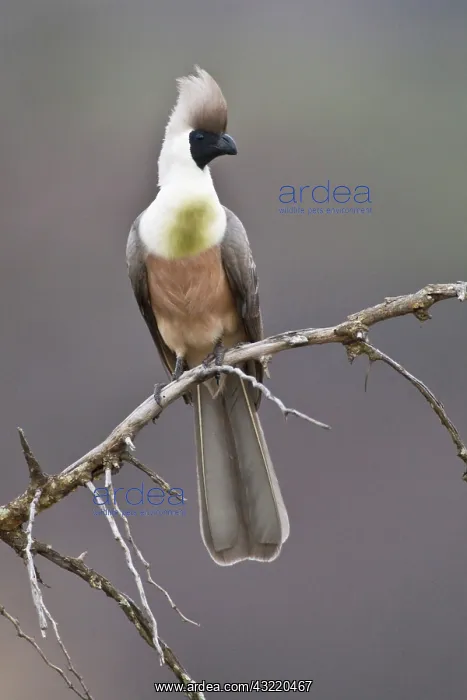 : Africa. Tanzania. Bare-faced Go-Away Bird : Africa. Tanzania. Bare-faced Go-Away Bird